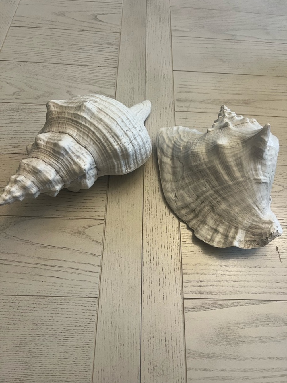 Set of Two White Decorative Sea Shells Coastal Home    Decor